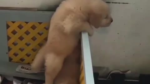 Two puppies cooperate with each other, trying to escape the place
