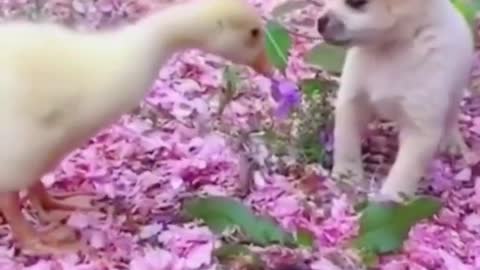 Animals in the flower sea