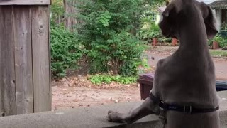 Dog stands on hind legs and stars at squirrel