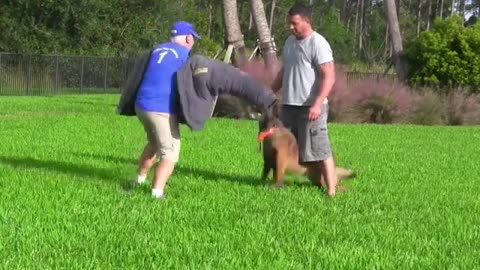 Aggressive dogs training