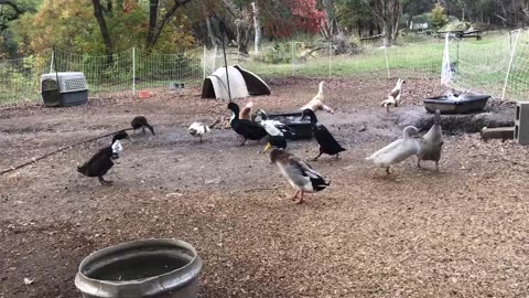 Around the Duck yard