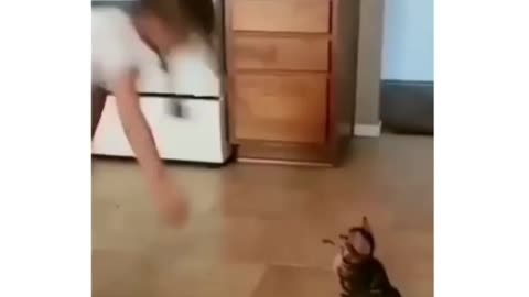 Tiny Kitten Fails Spectacularly With Jump