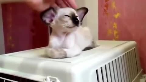 Funny and beautiful cat eared