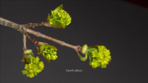 Timelapse Of Blooming Flowers