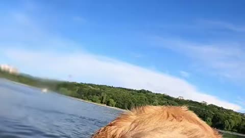 My Dog Loves Swimming in the Lake
