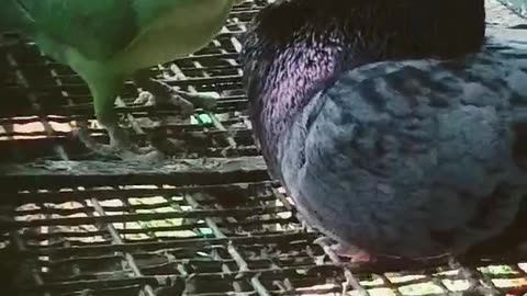 Parrot feeding the sick pigeon