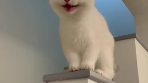 Laughing cat