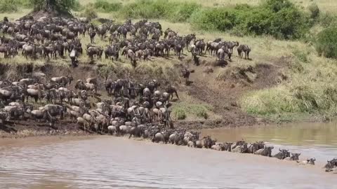 The Buffalo Troop