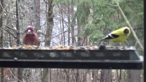 Purple and Yellow Finch