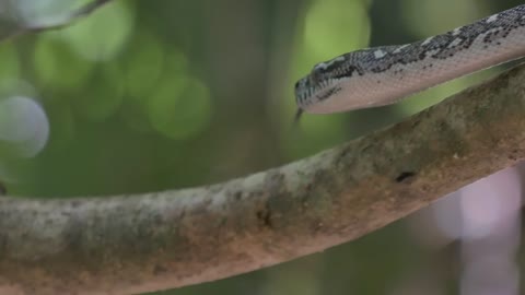 Snake hunting in lush rain forest environment - Diamond Python