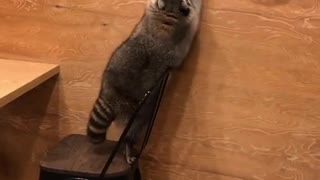 Greedy Raccoon Flips Off Chair And Gets Hit By Broom Nemesis