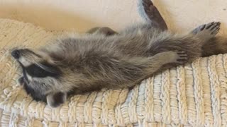 Tuckered Raccoon Lives His Best Life