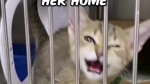 Adorable Meowing Cat Steals Her Heart! 😻 | Heartwarming Cat Adoption Story
