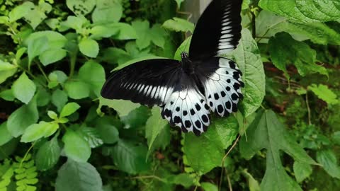 a big butterfly flew from a leaf