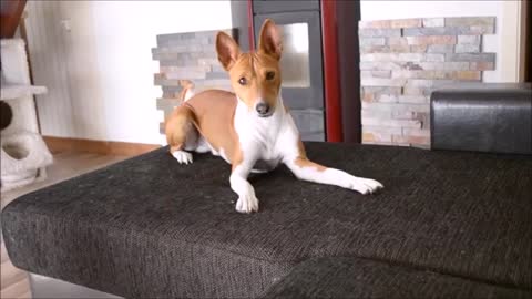 Deep conversation with a basenji