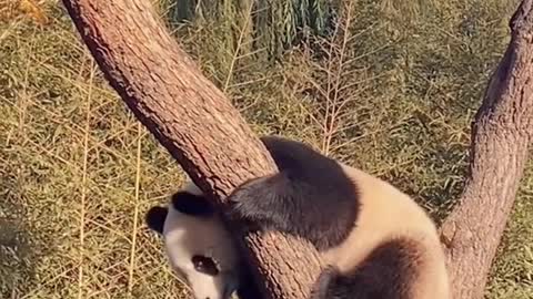 The panda climbing down tree