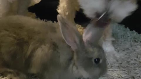 Maltese instantly falls in love with bunny rabbit