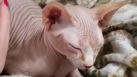 How to stroke the bald kitten?