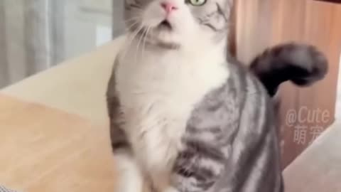 Cute Funny Cat Videos