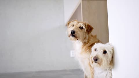 Two pet dogs standing indoors by the wall. Copy space