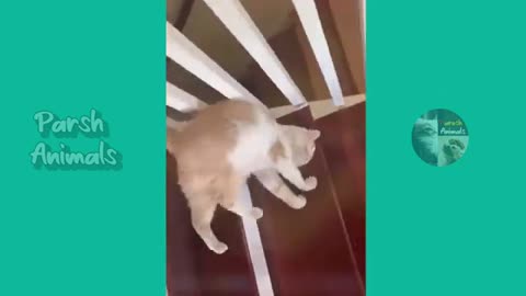 cat fight with dog