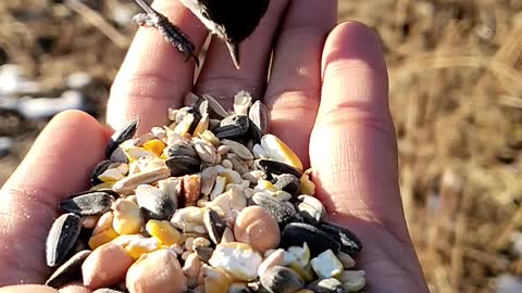 Feeding birds in the forest