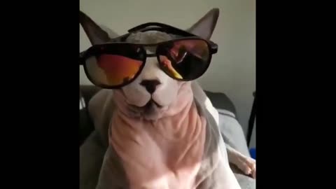 funny cats and dogs, let´s laugh a little