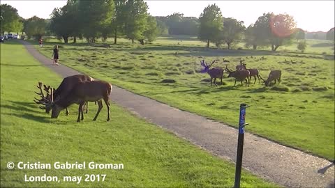 Deer crossing the road. Richmond Park, London, may 2017