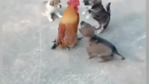Cute Dogs Vs Chicken fight