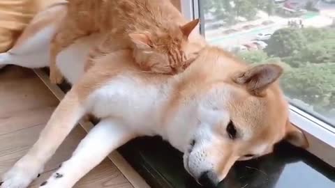 When You and Your Enemy Learn To Bond Together shorts Adorable Dog and Cat 😭