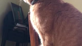 Hilarious Cat Sits on the Table
