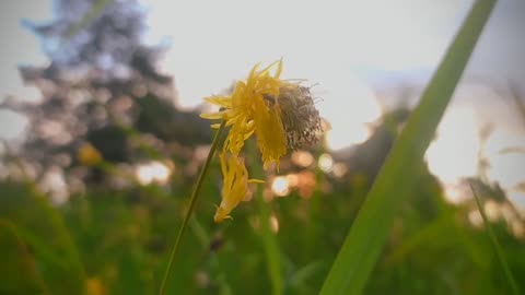 footage nature cinematic