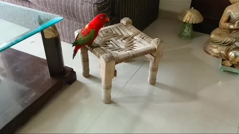 Cute Red Parrot speak mummy