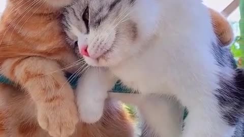 Cute cats in sad mood....