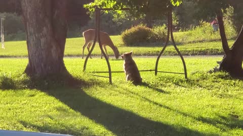 Cattle dog keeping an eye on his wild deer friend