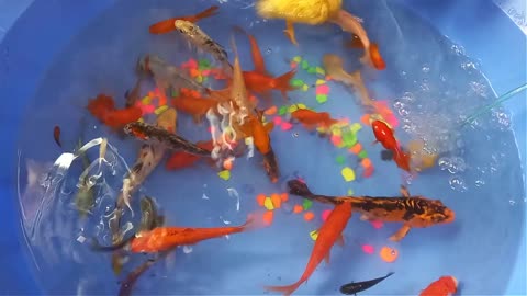 Colorful Surprise Duck Ducklings Lobster Koi Fish Goldfish Betta fish Catfish animals videos