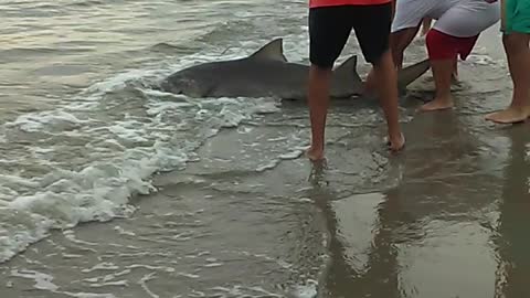 Shark Catch and Release