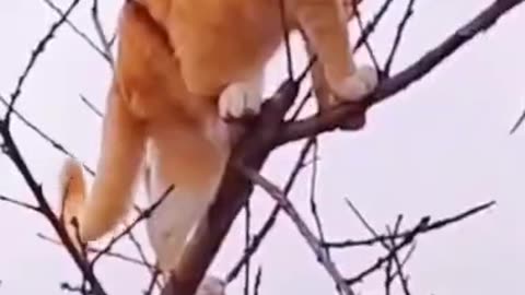 Cute cat entertainment