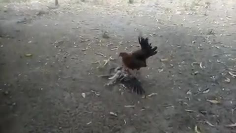 Hen attacks a crow,dog tries to help, bird fight,dog fight