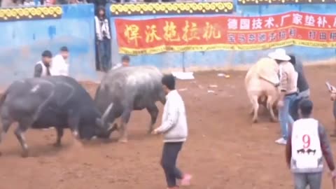 The white ox fights the black ox