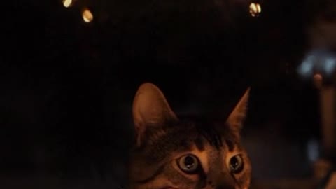 Lighting up the eyes | Cat confused what is twinkling???