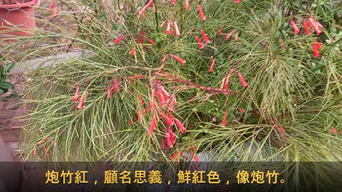 炮竹紅 Firecracker Plant（Russelia equisetiformis）, mhp916, Dec 2020