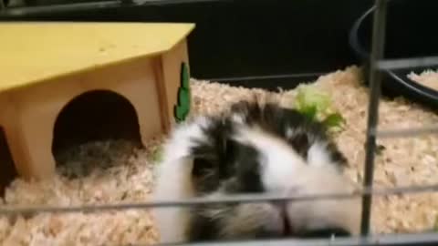 Guinea Pig Receiving All The Scratches