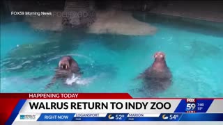 July 1, 2024 - Two Walruses Debut at Indianapolis Zoo