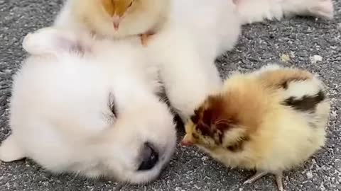 Cute dog and cute chicken🥰