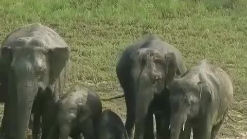 Wildlife from close view with different perspective.