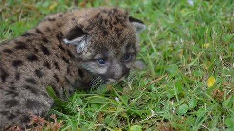 Rescued Florida Panther Kitten