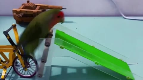 See the actions of this parrot, his exploits