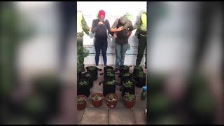 Video: En San Gil, hallaron dentro de una casa un moderno cultivo de marihuana