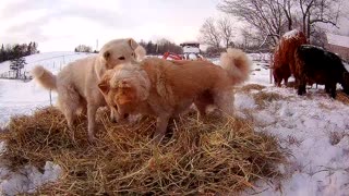 Guard dogs and hay play